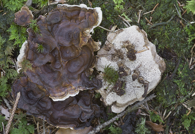 Phellodon tomentosus